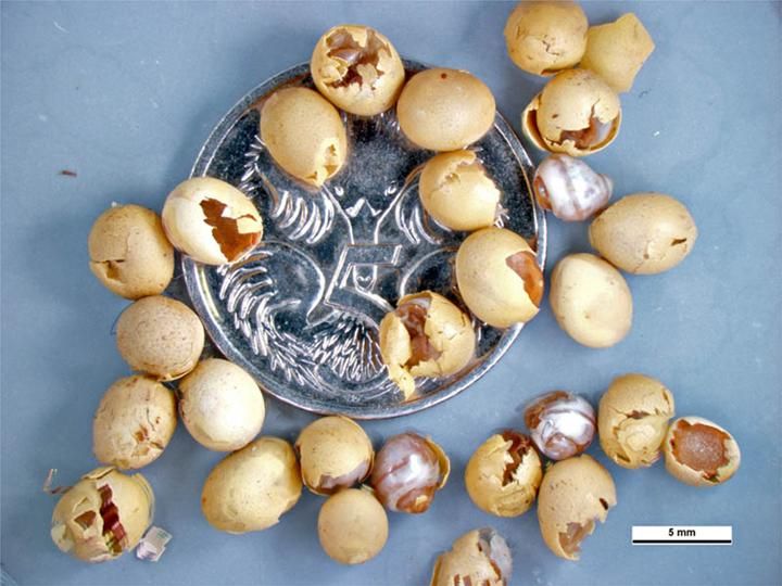 File:Achatina fulica eggs.jpg