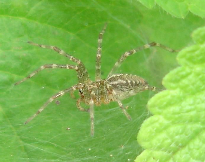 File:Agelenella opulenta.jpg