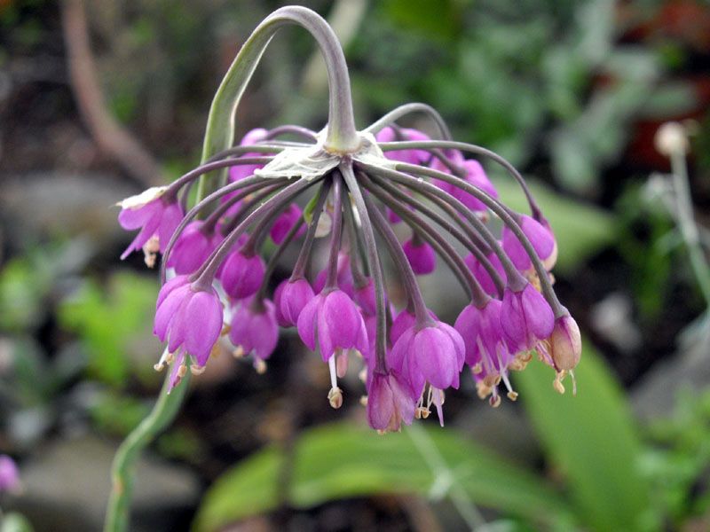 File:Allium cernuum 1.jpg