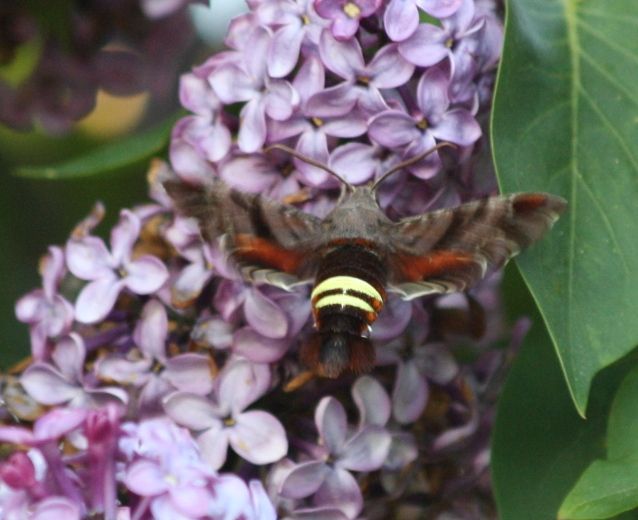 File:AmphionFloridensisFlying2010.jpg