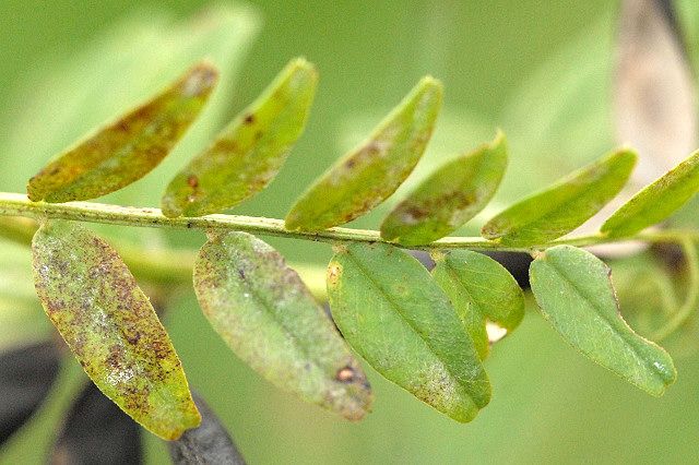 File:Ascochyta.viciae.-.lindsey.jpg