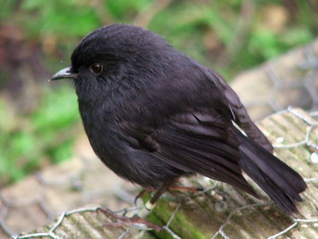 File:Black Robin on Rangatira Island.jpg