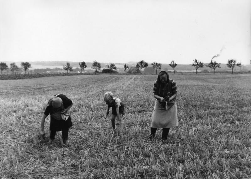 File:Bundesarchiv B 145 Bild-F004601-0004, Zülpich, Getreideernte.jpg