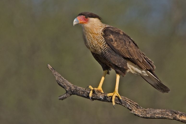 File:Caracara cheriway Roma TX.jpg