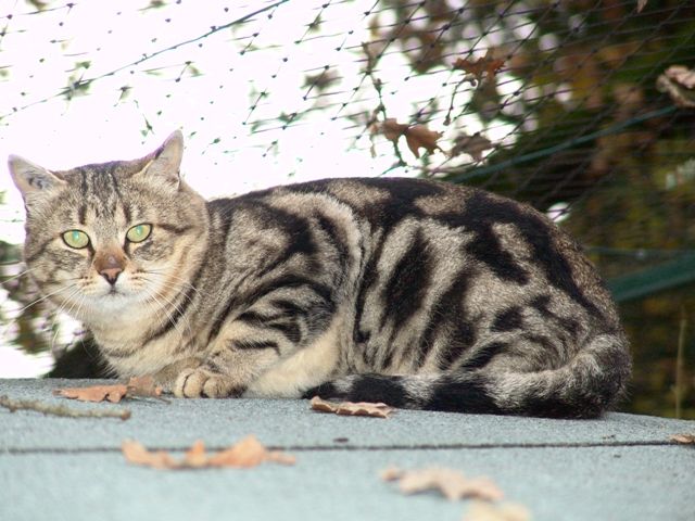 File:Chat marbré, tabby.jpg