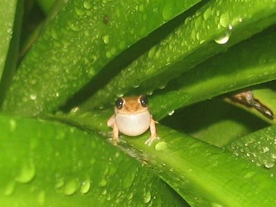 Eleutherodactylus brittoni front view