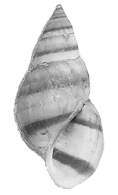 File:Elimia potosiensis shell.png