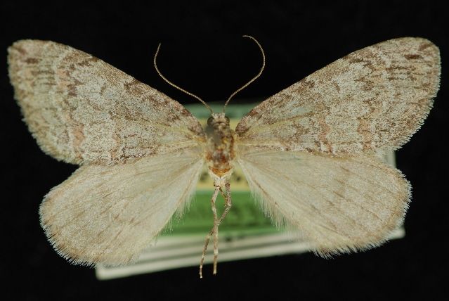 File:Hydriomena expurgata.jpg