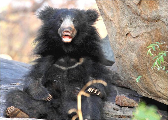 File:Indian Sloth Bear.jpg