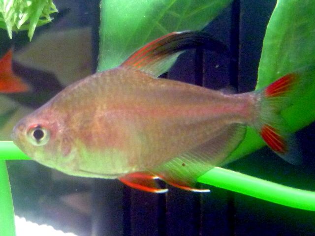 File:Male Rosy Tetra.JPG