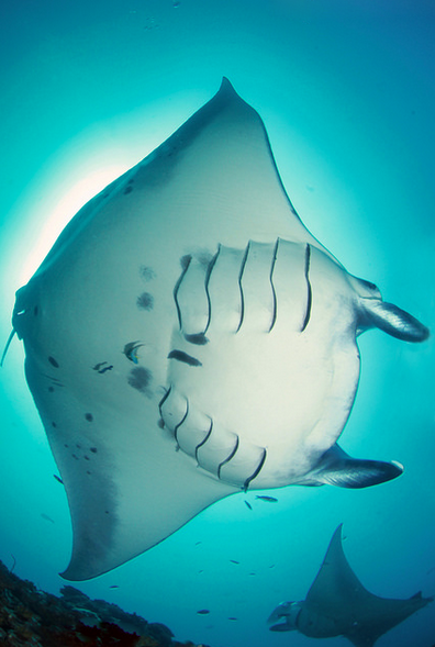 File:Manta rays, Maldives.png