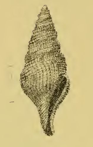 File:Mauidrillia consutilis 001.jpg