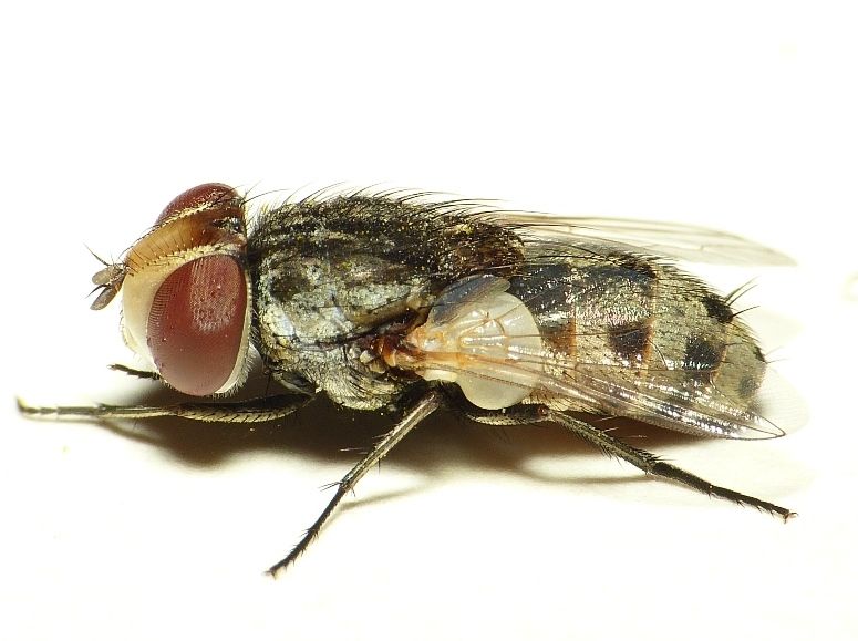 File:Miltogramma punctata.jpg