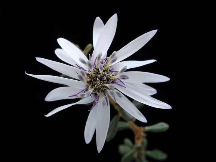 File:Olearia iodochroa detail.jpg