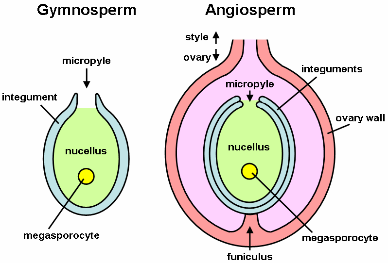 File:Ovule.png