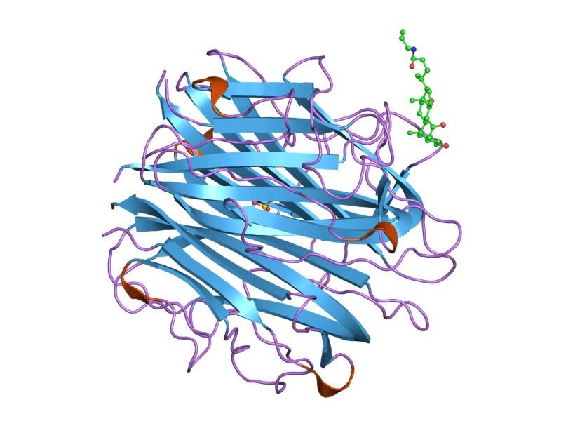 File:PDB 1o91 EBI.jpg