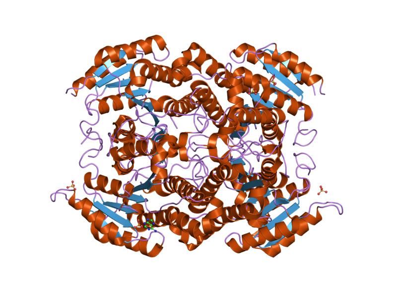 File:PDB 1yxm EBI.jpg