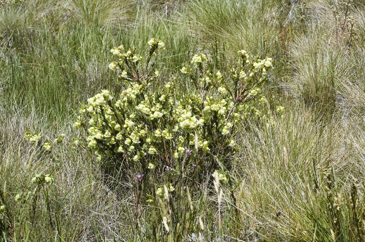 File:Pimelea bracteata habit.jpg