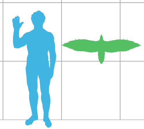 File:Sapeornis scale.png