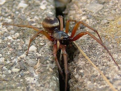 File:Steatoda nobilis.jpg