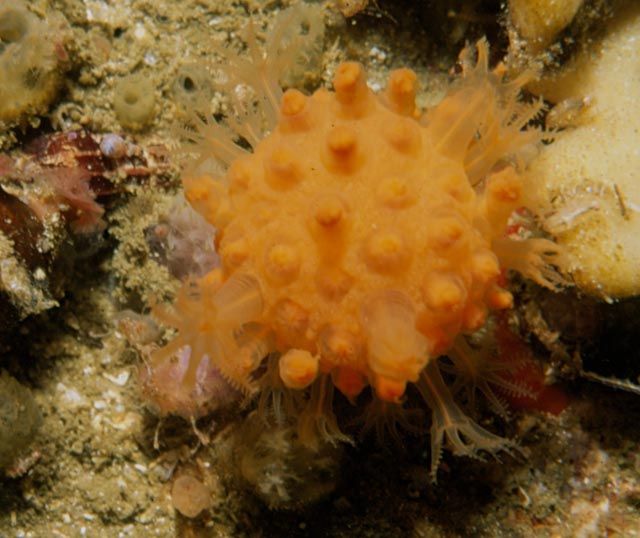 File:Sunburst soft coral.jpg