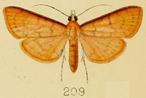 File:209-Psara bractealis (Kenrick, 1907).JPG