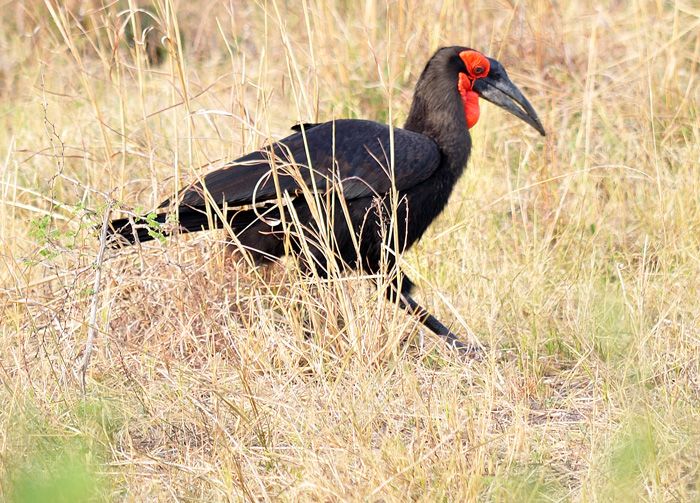 File:A southern ground hornbill.jpg