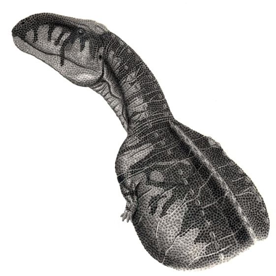 File:Abelisaurus comahuensis jmallon.jpg