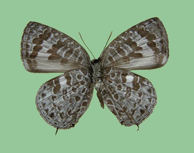 File:Arhopala paraganesa hayashii male underside.jpg