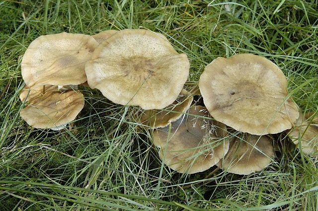 File:Armillaria spec. - Lindsey 1a.jpg