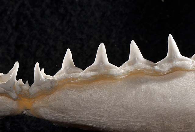 File:Carcharhinus albimarginatus lower teeth.jpg