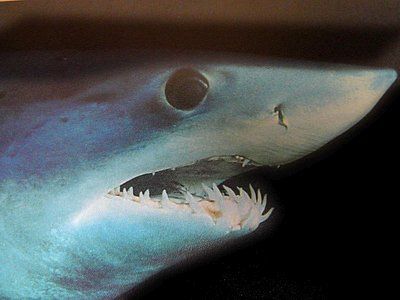 File:Close up of mako shark head.jpg