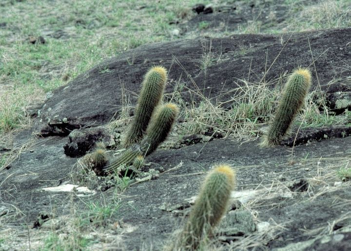 File:Coleocephalocereus estevesii L. Diers Minas Gerais Brasil.jpg