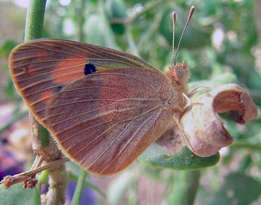 File:Colotis phisadia.JPG