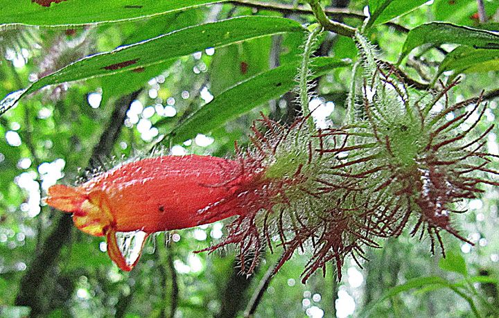 File:Columnea sanguinolenta (9641983258).jpg