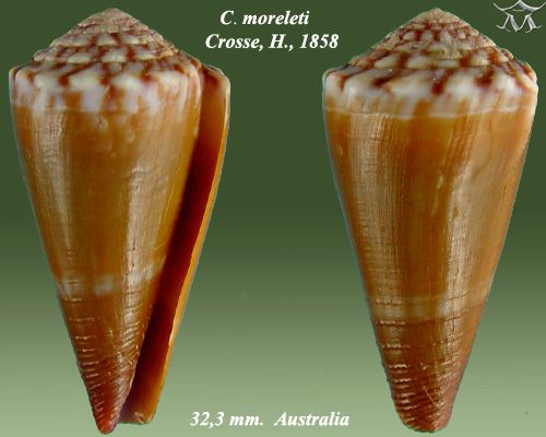 File:Conus moreleti 2.jpg