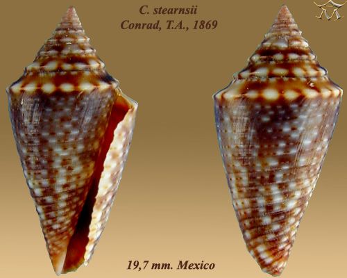 File:Conus stearnsii 4.jpg