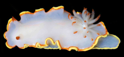 File:Doriprismatica sedna 2.png