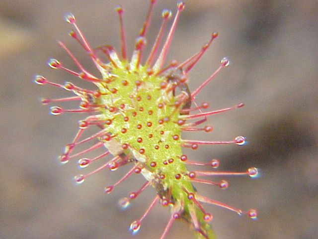 File:Drosera intermedia0.jpg