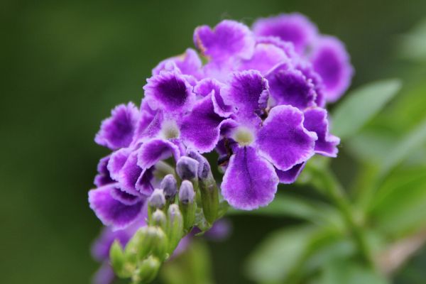 File:Duranta erecta (1) 1200.jpg