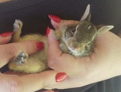 File:Eastern cottontail kit.jpg