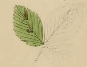 File:Ectoedemia arcuatella mined leaf of Potentilla sterilis.JPG