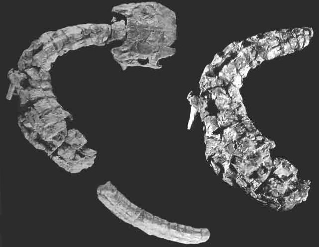 File:Gobiosuchus.jpg