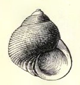 File:Haplocochlias compactus 001.jpg