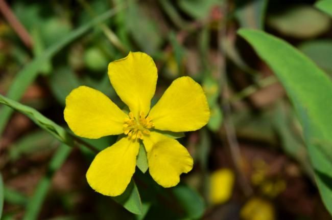 File:Hibbertia nymphaea.jpg