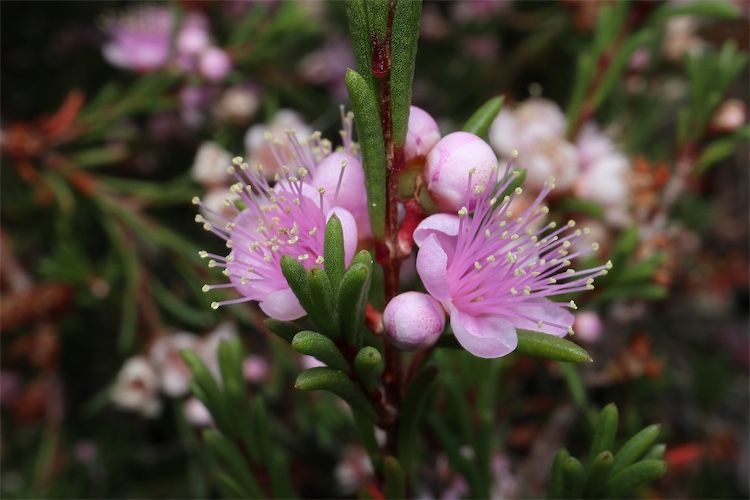 File:Hypocalymma jessicae.jpg