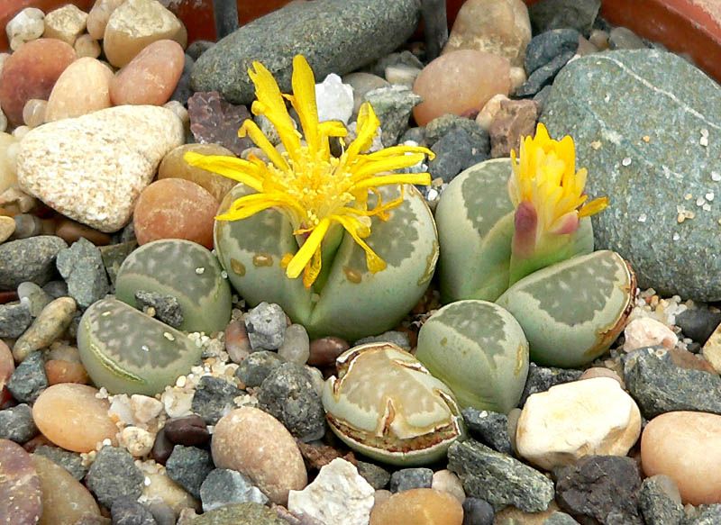 File:Lithops hallii 1.jpg