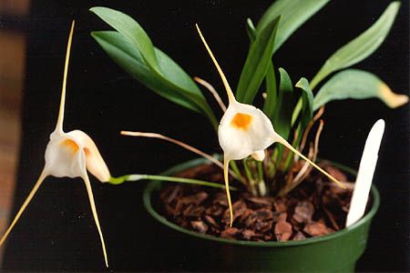 File:Masdevallia urosalpinx.jpg