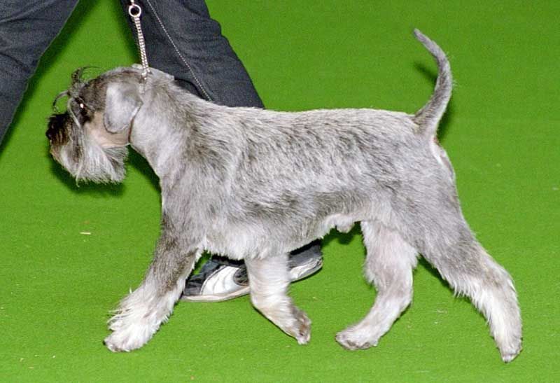 File:Miniature-Schnauzer2.jpg