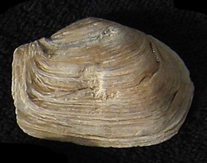 File:Mya truncata shell.jpg